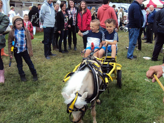Wickham Horse Fair in Hampshire CANCELLED