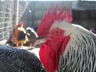 Government set to register all backyard chickens in avian-flu crackdown