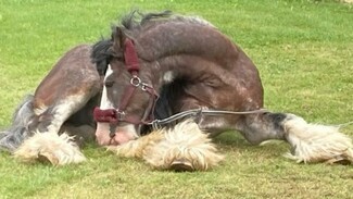 New Travellers rally round after speeding van kills tethered horse