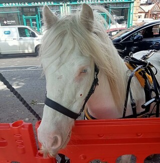 Appleby resident has heart STOLEN by Traveller’s Polo Mint eating horse!