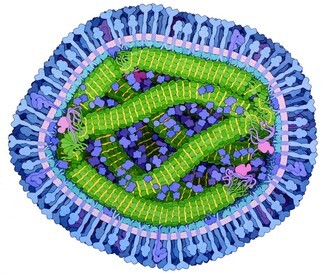 Rising cases of Measles affecting Gypsy and Traveller communities 