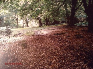 New forest