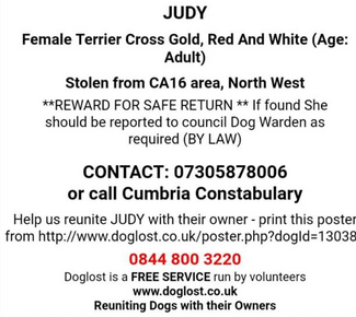 jack evans missing dog judy