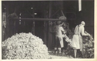 Travellers, including Mr Boswell, Hop Picking Shed, Yarkhill Farm, 1976