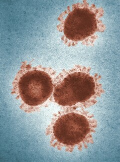 Coronavirus