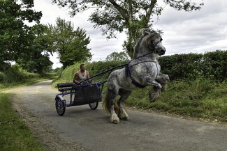 Horse Fair