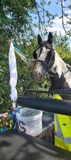 Reed -  one of the horses and ponies who came with Rosie