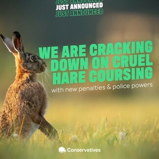 Hare coursing