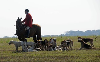 Hare coursing