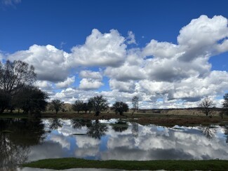 New Forest