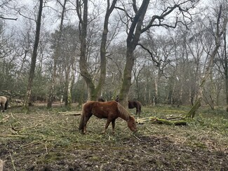 New Forest