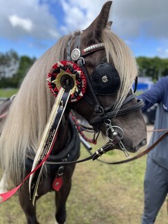 Best at Appleby winner Willow with owner Craig